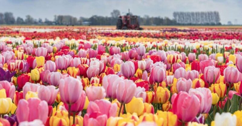 Private Tour to Tulip Experience, Keukenhof & Giethoorn - Tulip Experience