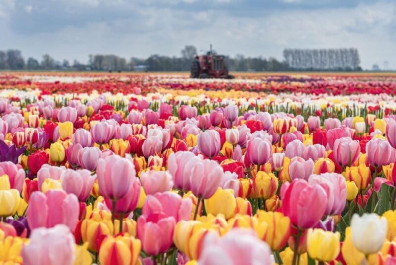 Private Tour to Tulip Experience, Keukenhof & Giethoorn - Exploring Giethoorn