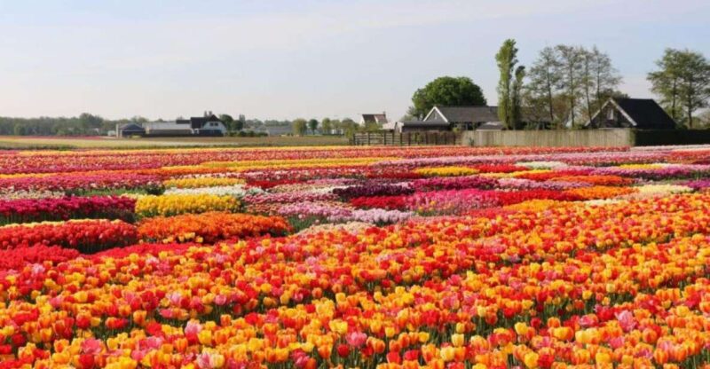 Private Tour to Tulips, Keukenhof, Windmills & Cheese Farm - Unique Tour Experiences