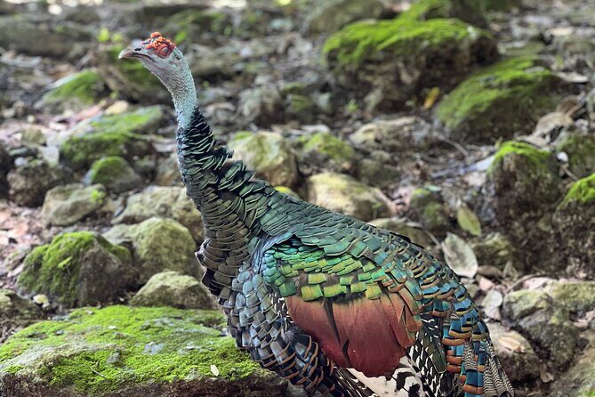 Private Tour Tulum Coba and Cenote - Who Will Love This Tour?