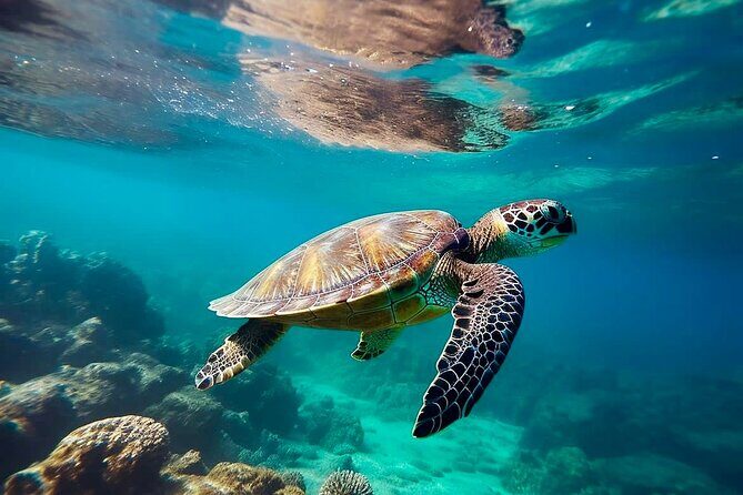 Private Tour Tulum Tortugas Cenote Beach All Inclusive - Key Points