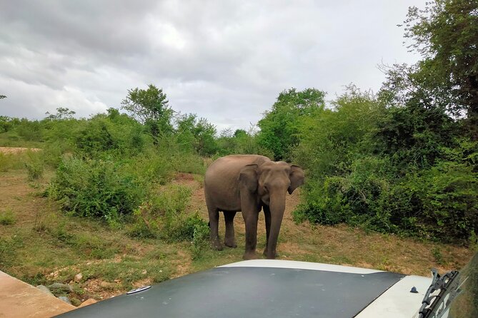 Private Tour : Udawalawe National Park Safari - Meeting and Pickup Details
