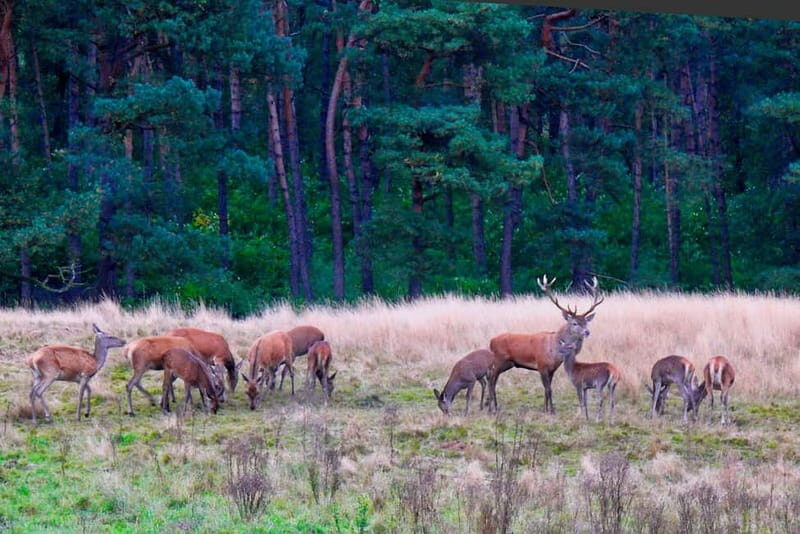Private Tour Veluwe National Park and Kröller Müller Museum - Exploring Veluwe National Park: Nature’s Playground