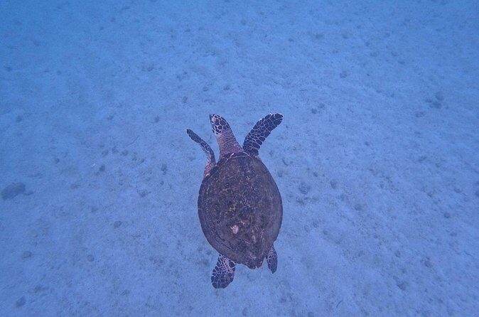 Private Tour Visit the National Park ''The Arches of Mismaloya'' - FAQ