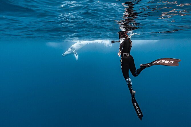 Private tour whale watching and snorkeling in Moorea - Private Whale Watching and Snorkeling in Moorea: An Authentic Marine Adventure