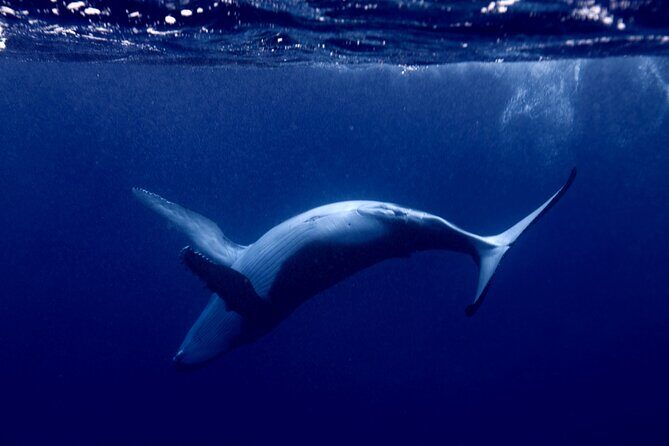 Private tour whale watching and snorkeling in Moorea - What to Expect from Your Moorea Whale Watching and Snorkeling Tour