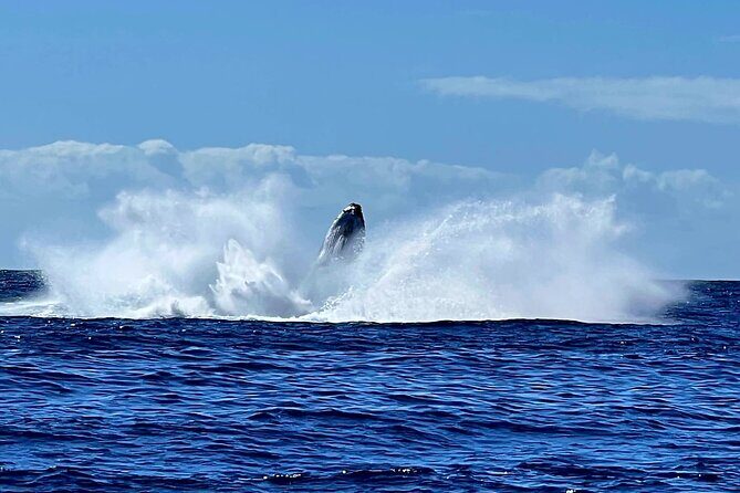 Private tour whale watching and snorkeling in Moorea - Who Should Consider This Tour?