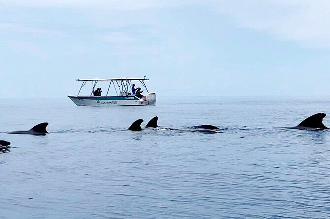 Private tour whale watching and snorkeling in Moorea - Frequently Asked Questions