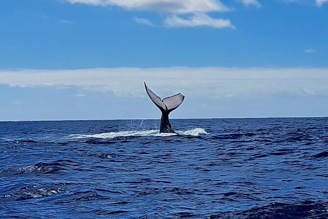 Private tour whale watching and snorkeling in Moorea - Final Thoughts