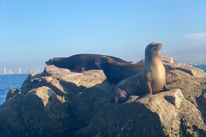 Private tour with sea lions and snorkeling - Key Points