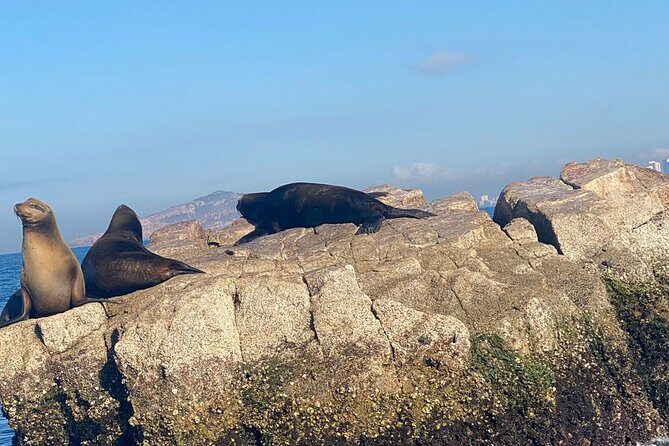 Private tour with sea lions and snorkeling - Practical Considerations and Tips