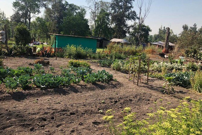 Private Tour: Xochimilco, Coyoacan and Frida Kahlo Museum. - Authentic Experiences and Local Flavor