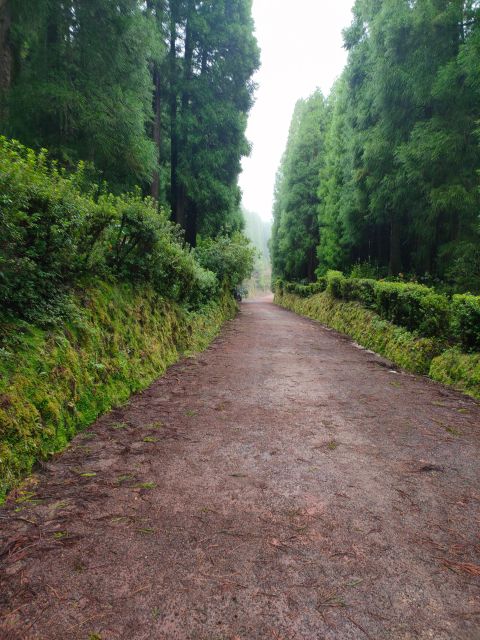 Private Tours Best Spots (Views) on São Miguel Island - Lush Laurel Forests