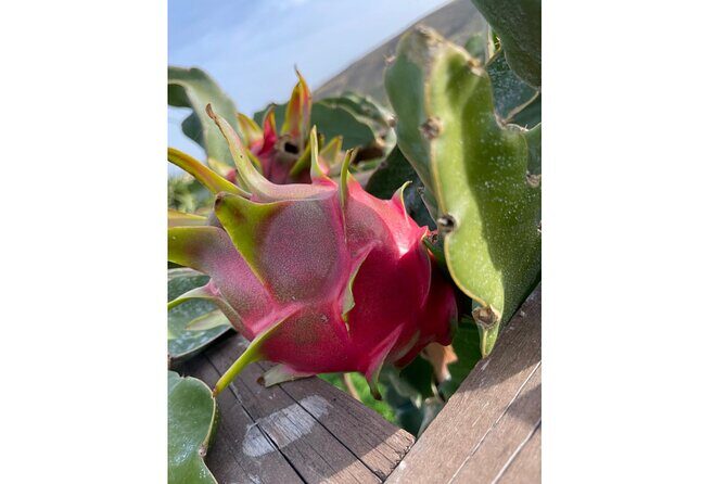Private Traditional Olive Grove and Dragon Fruit Farm Tour - Introduction