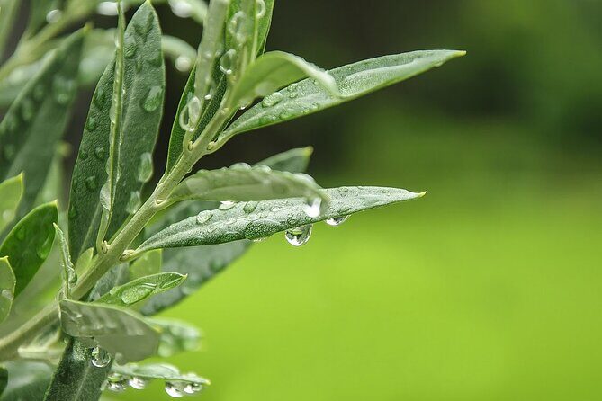 Private Traditional Olive Grove and Dragon Fruit Farm Tour - Key Points