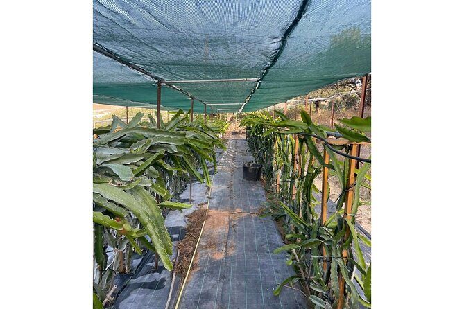 Private Traditional Olive Grove and Dragon Fruit Farm Tour - Why This Tour Stands Out