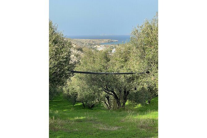 Private Traditional Olive Grove and Dragon Fruit Farm Tour - Who Should Consider This Tour