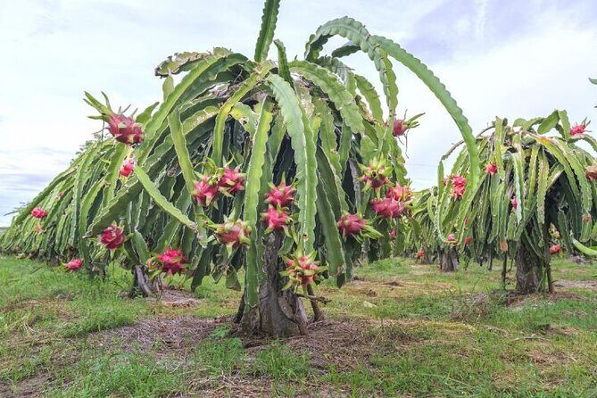 Private Traditional Olive Grove and Dragon Fruit Farm Tour - The Sum Up