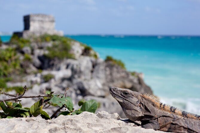 Private Transfer Bacalar-Tulum with optional 2h in Sian Ka'an Biosphere Reserve - An In-Depth Look at Your Transfer Experience