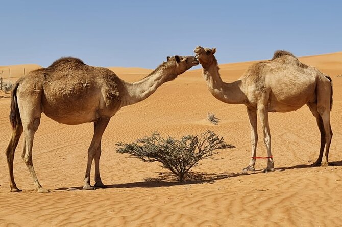 Private Transfer From Muscat to Wahiba Sand Desert by 4WD Vehicle - Booking Process