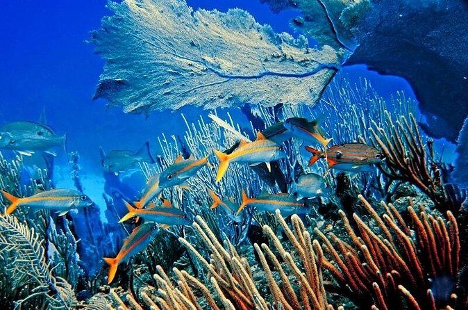 Private Transfer From Punta Cana Airport to Cap Cana, Cabeza de Toro and Bavaro - FAQ