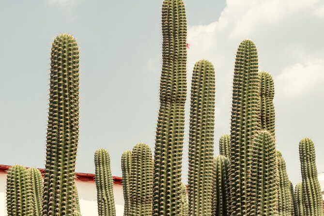 Private Transfer from San Miguel de Allende to Mexico City - FAQ