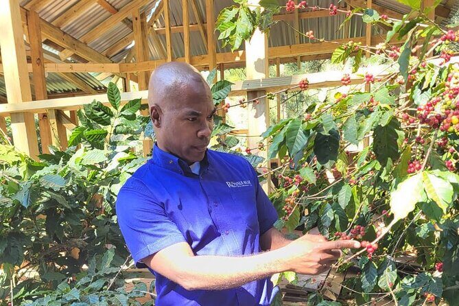 Private Transfer To & From New Kingston to Norman Manley Airport - Practical Details: What You Need to Know