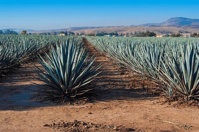 Private Transportation from Guadalajara to Puerto Vallarta - Who Will Benefit Most?