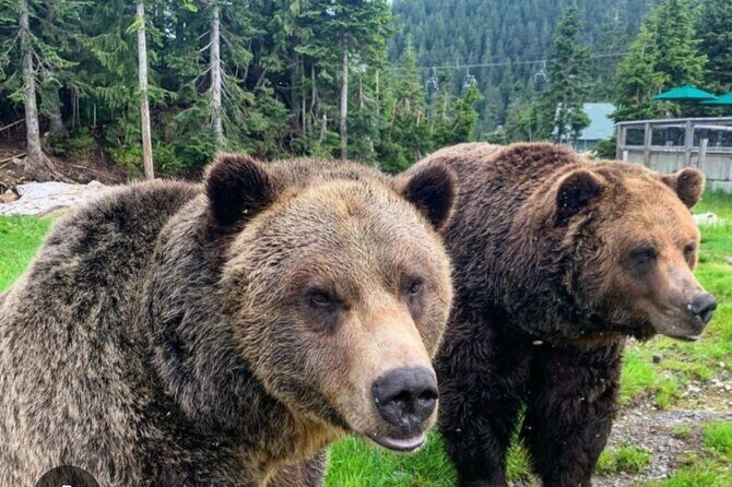 Private Transportation to Capilano Suspension Bridge Park - What Past Travelers Say