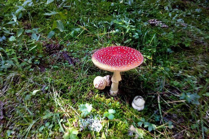 Private Trekking in Rila Mountains and Mt Mousala from Sofia - Who Will Love This Tour?