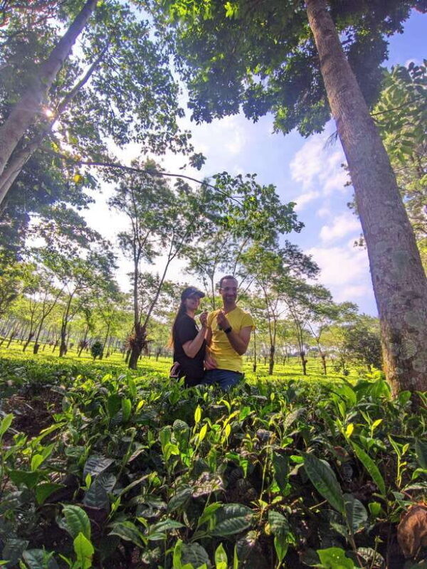 Private Trip Malang/Surabaya : Tour Tea Plantation Wonosari - Discovering Wonosari Tea Garden: A Visual and Educational Treat