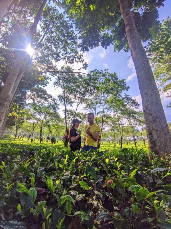 Private Trip Malang/Surabaya : Tour Tea Plantation Wonosari - Practical Details: What to Expect and How to Prepare