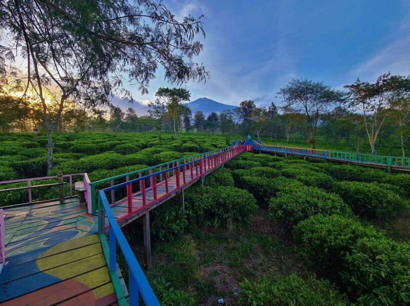 Private Trip Malang/Surabaya : Tour Tea Plantation Wonosari - FAQ