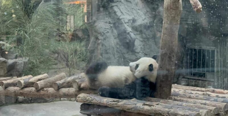 Private Trip to Great Wall+Panda House With English Driver - Good To Know