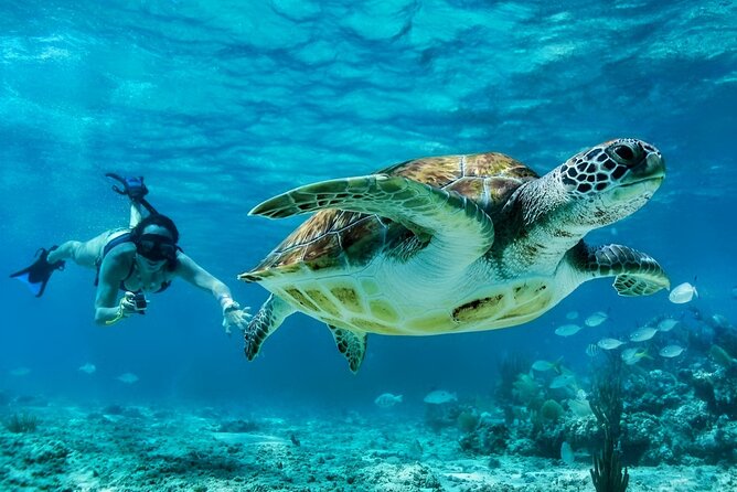 Private Tulum Mayan Ruins & Swimming With Turtles Experience - Inclusions and What to Expect