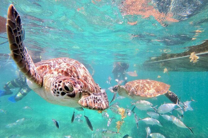 Private Tulum Ruins, Akumal Turtle Snorkel, and Cenote Tour - FAQ