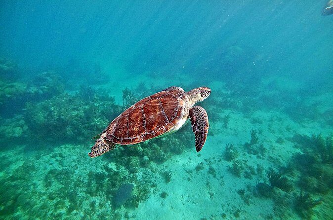 Private Tulum Ruins and Swim with Turtles - Who Is This Tour Best For?