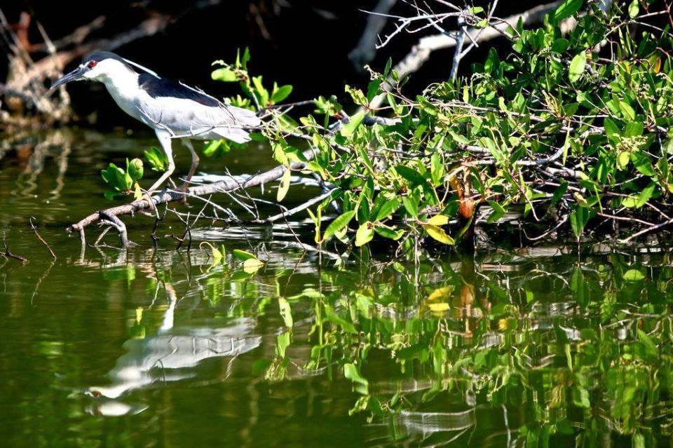 *Private Turtle Hatching 3 Palos Lagoon & Crocs Farm & Lunch - Pickup and Dropoff