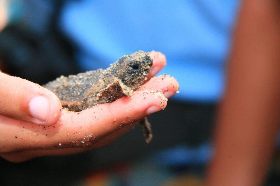 *Private Turtle Hatching 3 Palos Lagoon & Crocs Farm & Lunch - Cancellation Policy