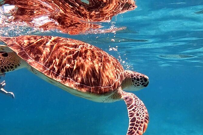 Private Turtle Spotting Snorkeling Excursion in Aruba - FAQ
