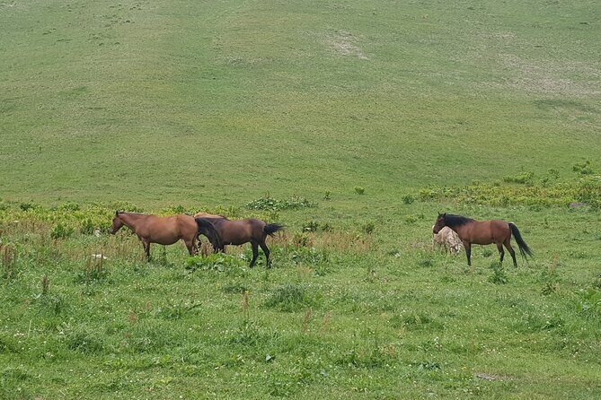 Private two days (one night) tour to Kazbegi and Juta with hikes - via Mtskheta. - Who Will Appreciate This Tour?