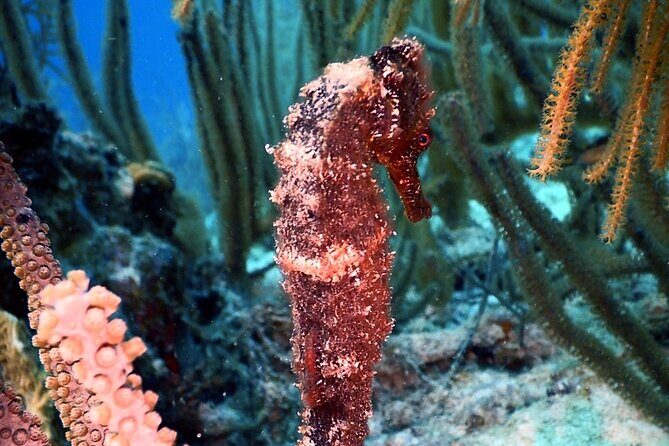 Private Two-Tank Shore Dive for Solo Cruise Travelers in Bonaire - Practical Tips for Booking and Planning