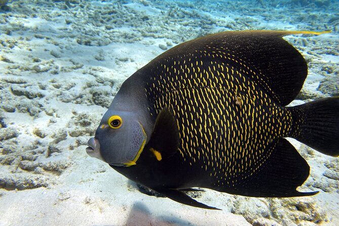 Private Two-Tank Shore Dive for Solo Cruise Travelers in Bonaire - Who Should Consider This Tour?