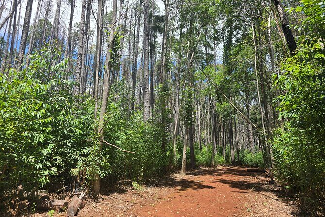 Private Upcountry Hiking Tour - Encountering Maui’s Native Birds