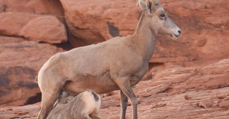 Private Valley of Fire Adventure - Customized Adventure Options