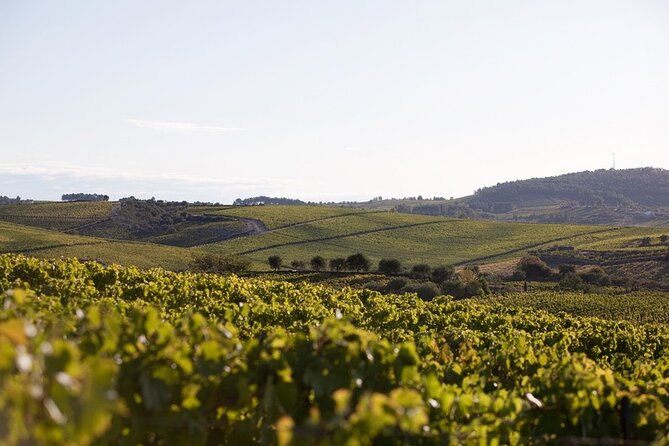 Private Visit With Wine Tasting in Alijó Douro - What to Expect
