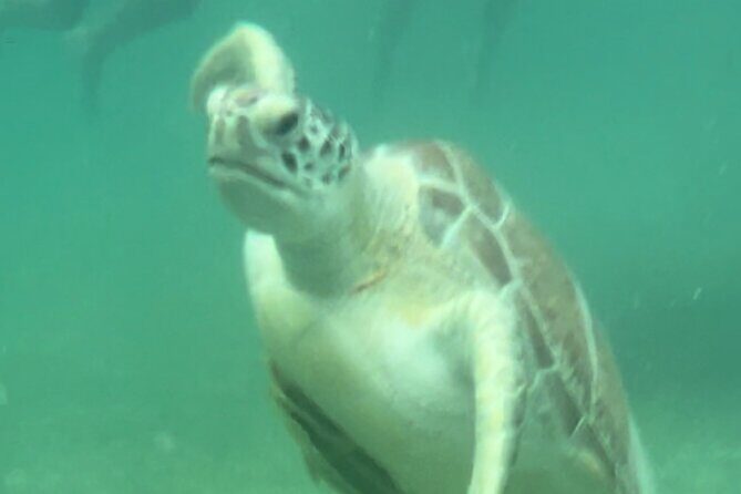 Private VW Beetle Tour Swim with Turtles, Visit Tulum Ruins&Town - Authentic Encounters and Traveler Feedback