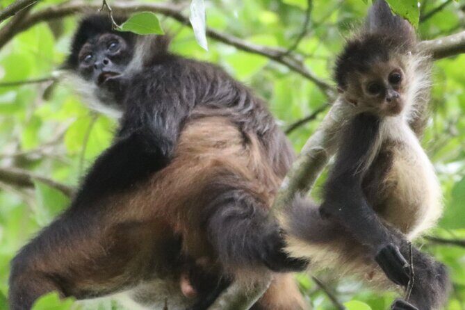 Private VW Beetle Tour to See Mexican Birds, Turtles & Monkeys - Key Points