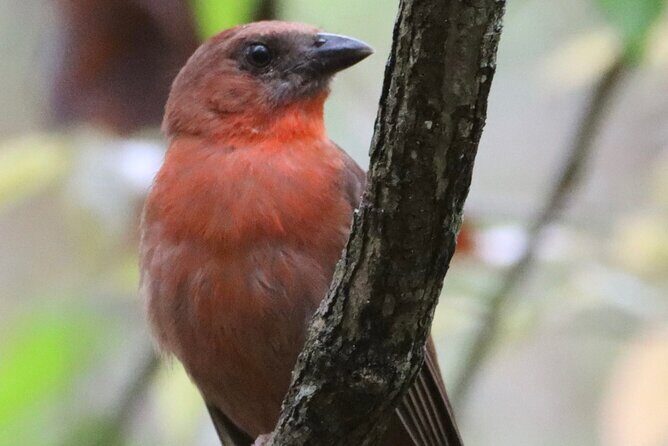Private VW Beetle Tour to See Mexican Birds, Turtles & Monkeys - What’s Included and What’s Extra