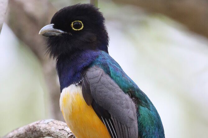 Private VW Beetle Tour to See Mexican Birds, Turtles & Monkeys - Why This Tour Is a Great Choice